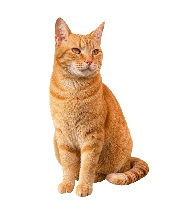 Orange-and-white street cat stamp